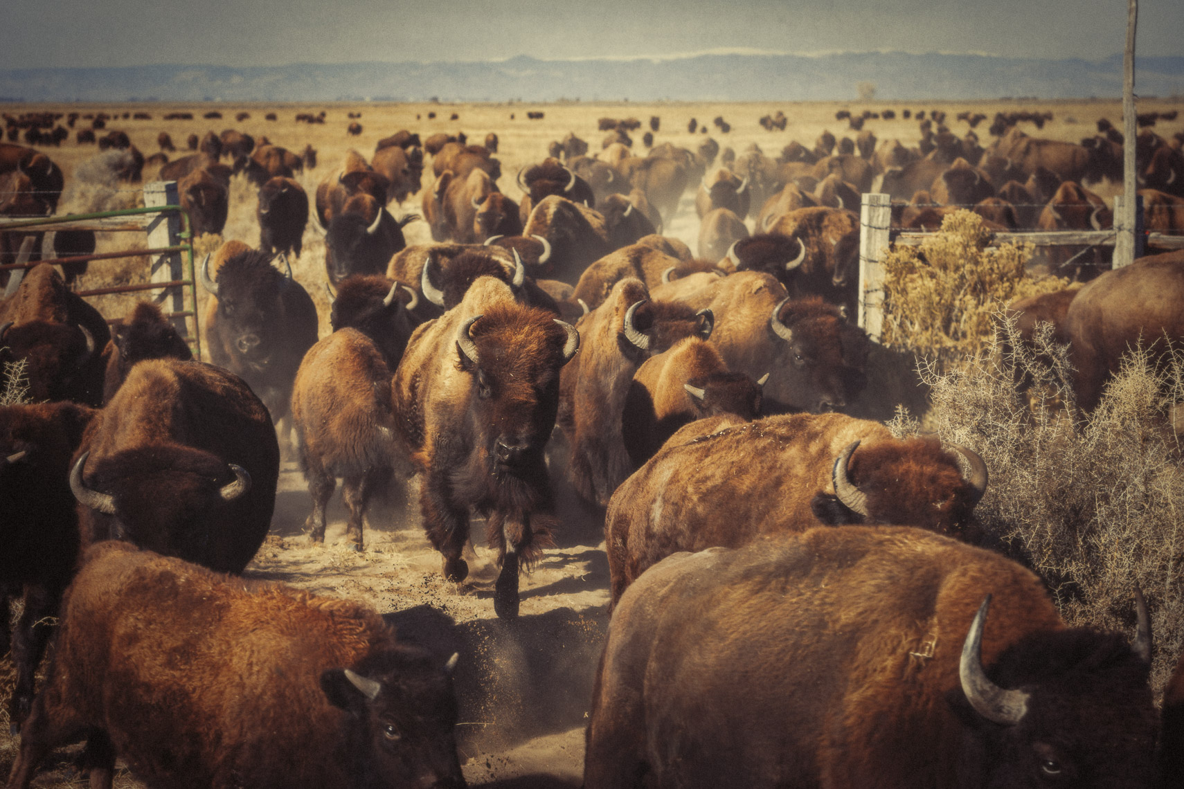 Bison