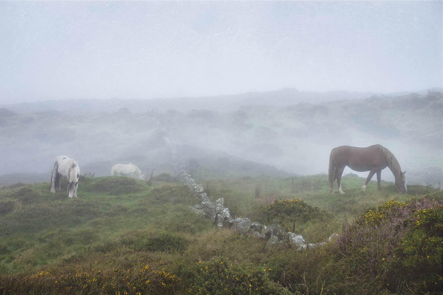 Irish Horses