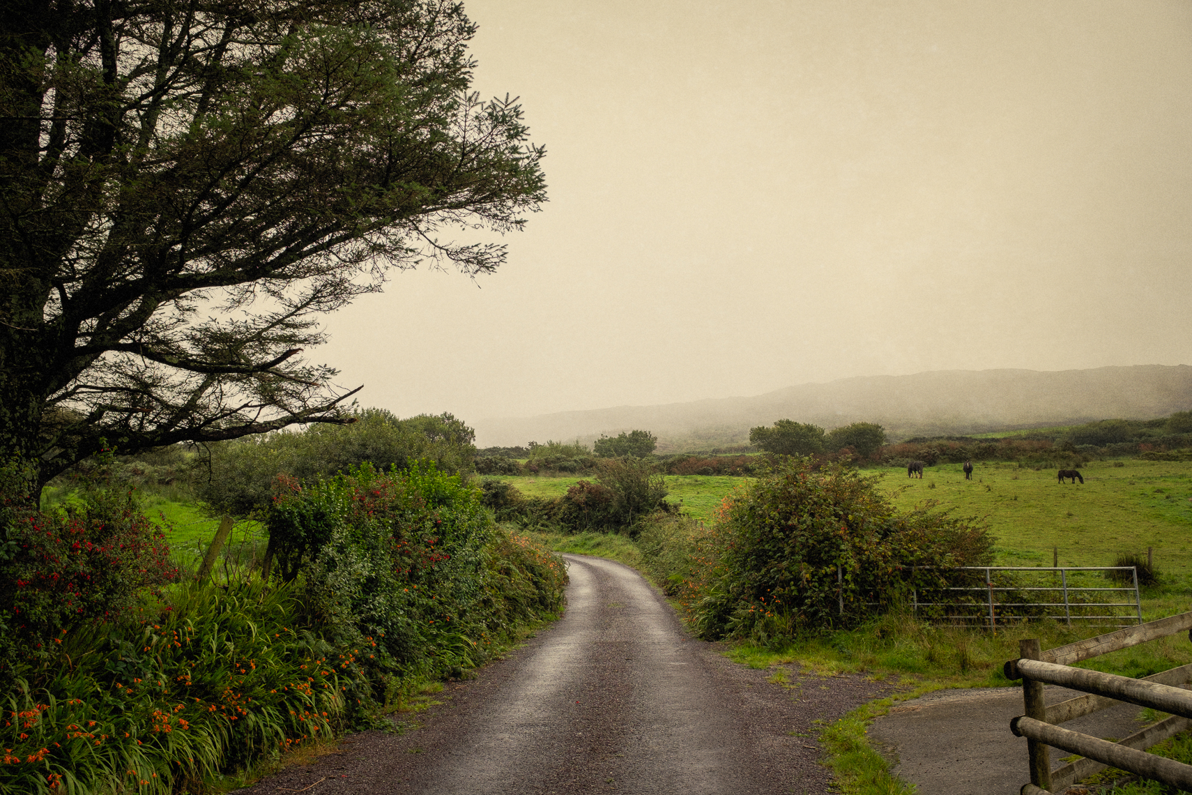Back Roads of Ireland