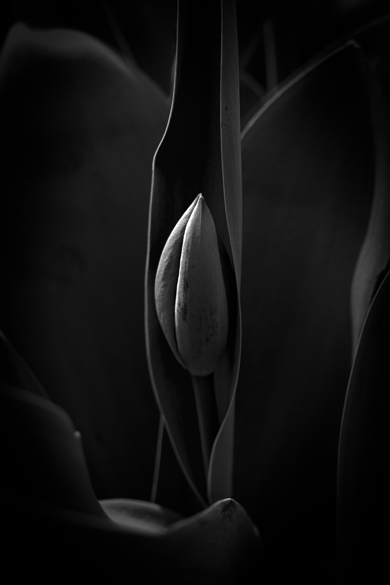 Budding Flower